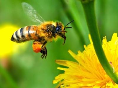 ویدیو بی نظیر از زنبور عسل 