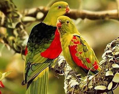 پرنده های عاشق (تصاویر)