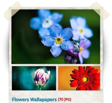 دانلود مجموعه ۷۰ والپیپر با کیفیت از گل‌ها Flowers HQ Wallpapers