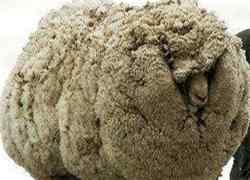 عجيب ترين و معروف‌ترین گوسفند جهان +‌ عکس