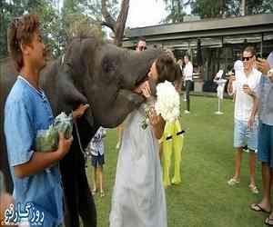  شوخی هولناک فیل با تازه عروس+تصاویر
