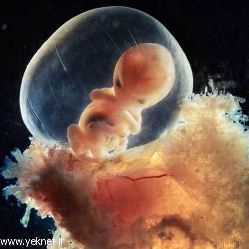 24 مرحله رشد جنین انسان ابتدا تا انتها +عکس