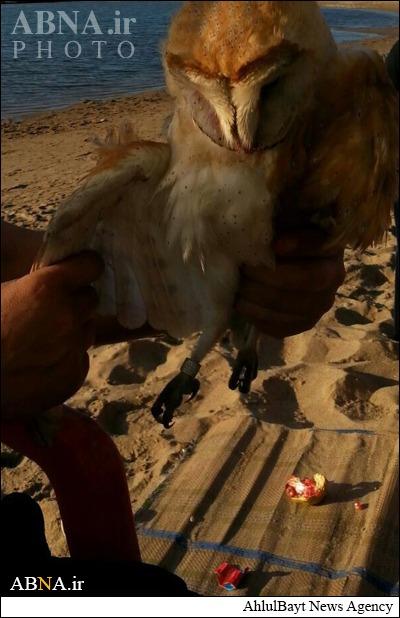 پرنده‌ جاسوسي اسرائیلی در لبنان به دام افتاد +عکس