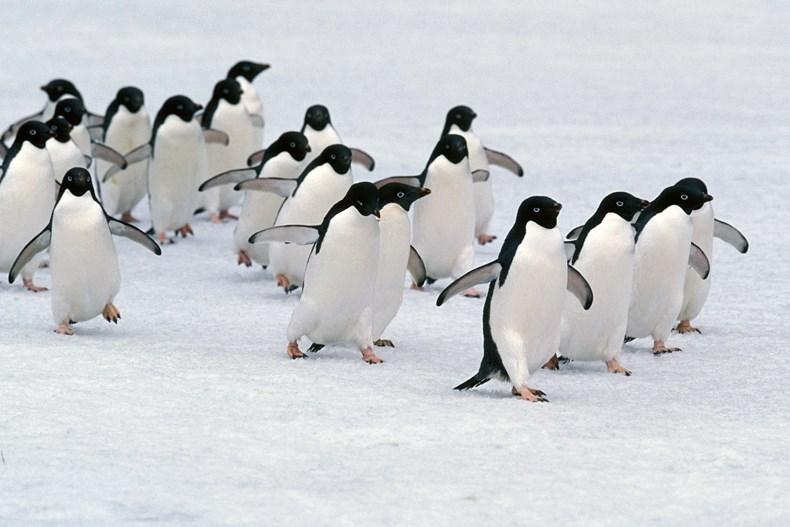 چرا پاها و بدن پنگوئن یخ نمی زند ؟