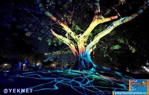 |عکس| درخت رنگارنگ در سیدنی