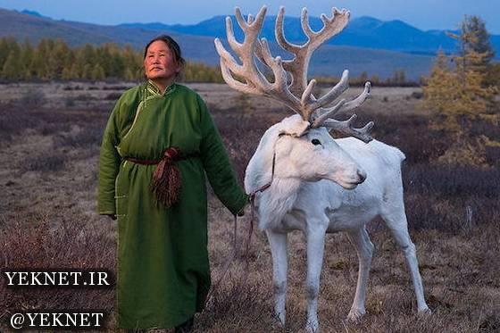 |تصاویر| زندگی قبایل عشایری مغولستان با گوزن