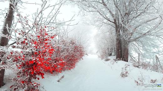 عکس زمستان - تصاویر زمستان