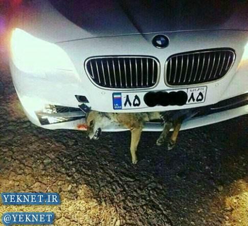 |عکس| تصادف عجیب بی ام و با یک روباه در ایران