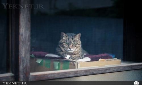 (تصاویر) گربه هاي خاص خيابان هاي توكيو